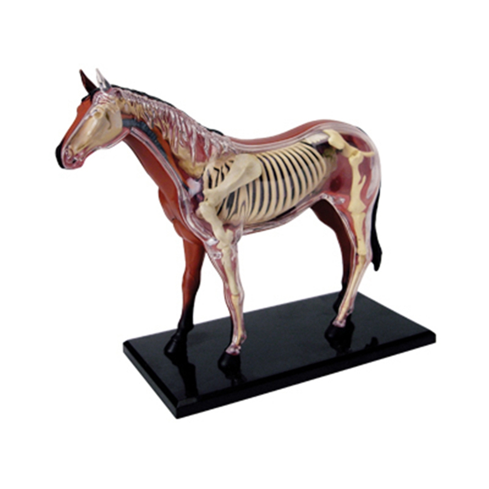 Animal Organ Anatomy Model 4D  - Science Toys Diy ulasan dan harga