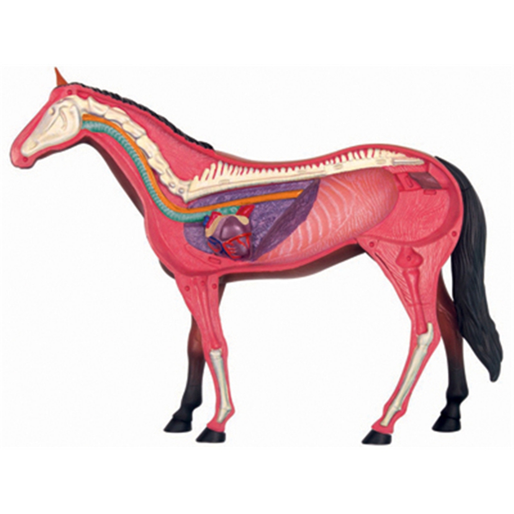Animal Organ Anatomy Model 4D  - Science Toys Diy ulasan dan harga