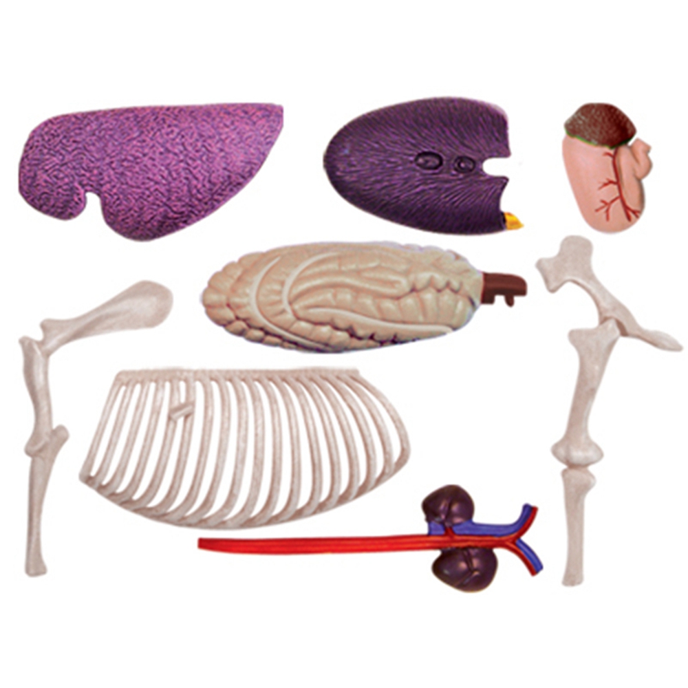 Animal Organ Anatomy Model 4D  - Science Toys Diy ulasan dan harga