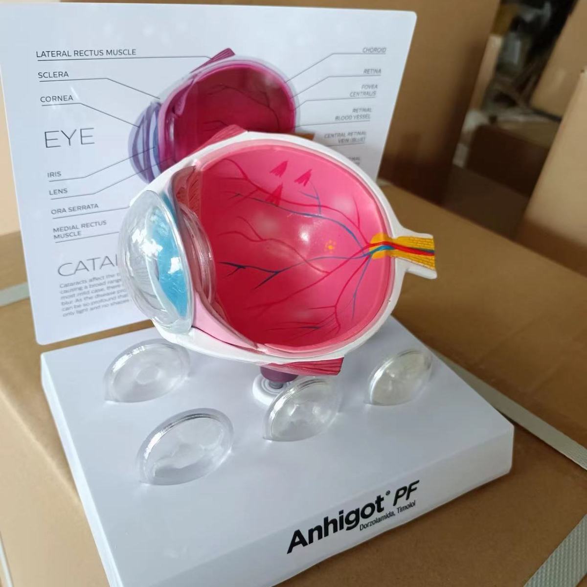 Eye Model Cataract Eye Model,  - Science Exhibition Models ulasan dan harga